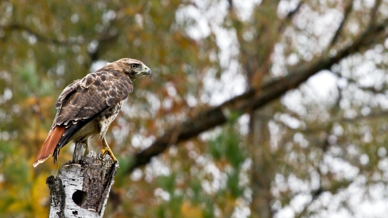 day, animals in the wild, wood - material, low angle view, one animal, vertebrate, 1080P, nature, branch, outdoors, tree, animal, perching, hawks, bird
