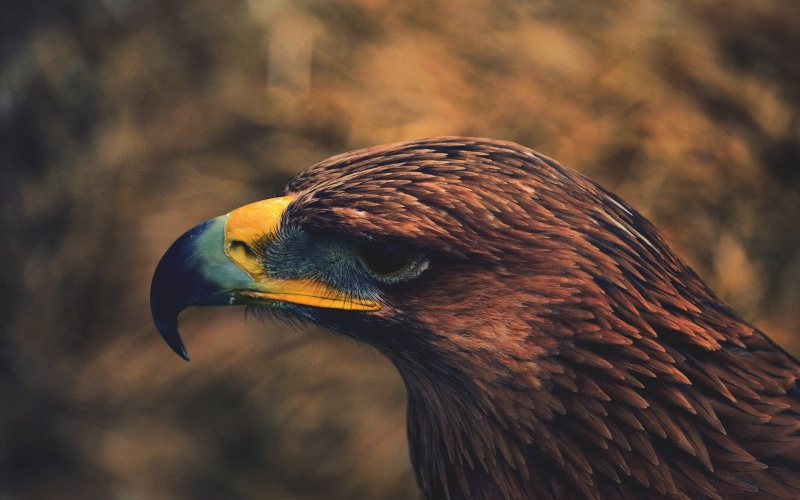 no people, animal body part, focus on foreground, 1080P, animals in the wild, close-up, eagle, hawks, profile view, animal wildlife, vertebrate, looking