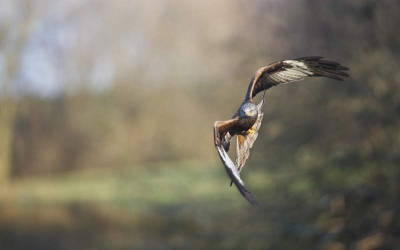 focus on foreground, bird, hawks, beauty in nature, no people, spread wings, flies, animal wildlife, motion, vertebrate, animal, animal themes, day, animals in the wild