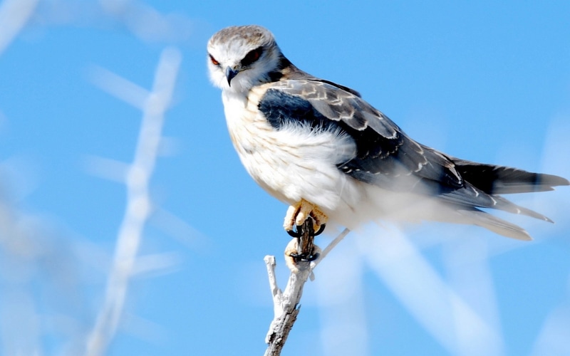 animal, close-up, no people, animals in the wild, perching, clear sky, low angle view, bird, branch, outdoors, blue, one animal, sky, full length, nature