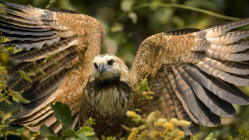 day, vertebrate, tree, hawks, plant, bird of prey, focus on foreground, bird, group of animals, outdoors, close-up, no people, wings, two animals, nature