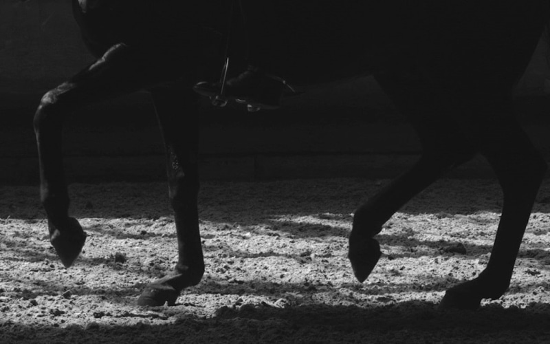 horse, 720P, horse riding