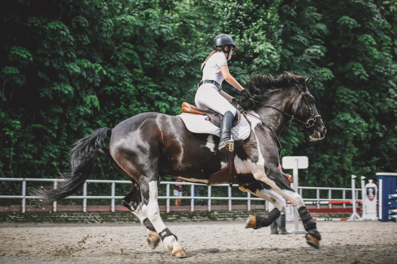 ride, horse, activity, outdoors, tree, vertebrate, gallop, sport, real people, 5K, livestock, domestic animals, plant, domestic, jockey, animal wildlife