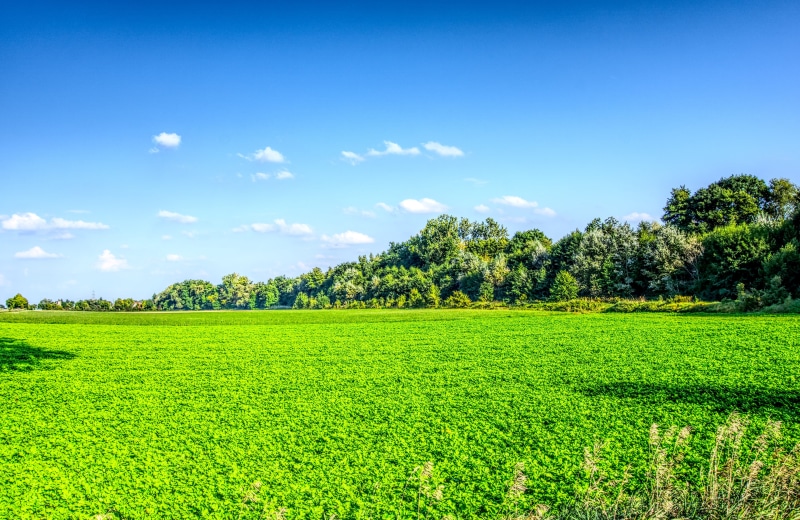 plant, day, plantation, field, trees, rural scene, tranquil scene, growth, scenics - nature, meadow, blue, outdoors, tranquility, green, agriculture, cloud - sky