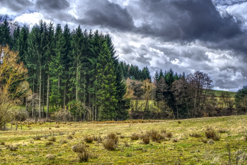 clouds, high dynamic range, environment, mountains, nature, storm clouds, tranquil scene, pine, forest, day, panorama, outdoors, green, hdr, tranquility