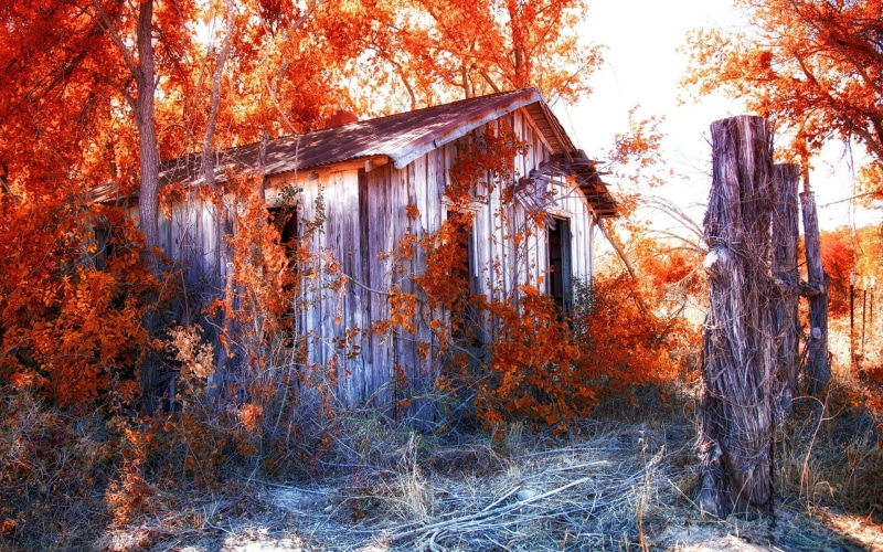 hd, brown, autumn, deserted, nature, cabin, decay, urban, abandon, overgrowth, shed, 1080P, wooden