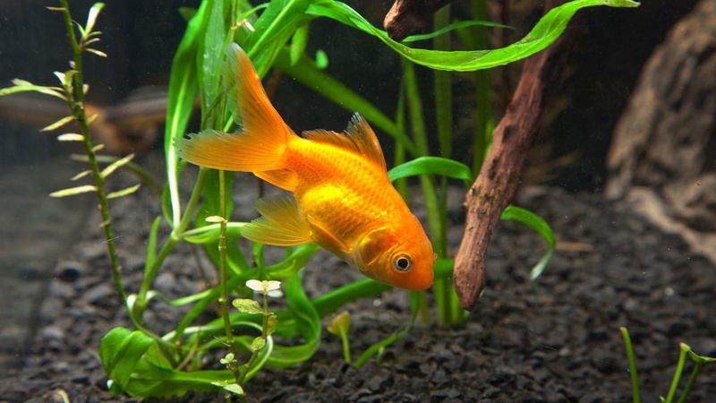 plant, sea, one animal, glass - material, no people, goldfish, animals in the wild, orange color, nature, animal themes, animal wildlife, pets, water, swimming