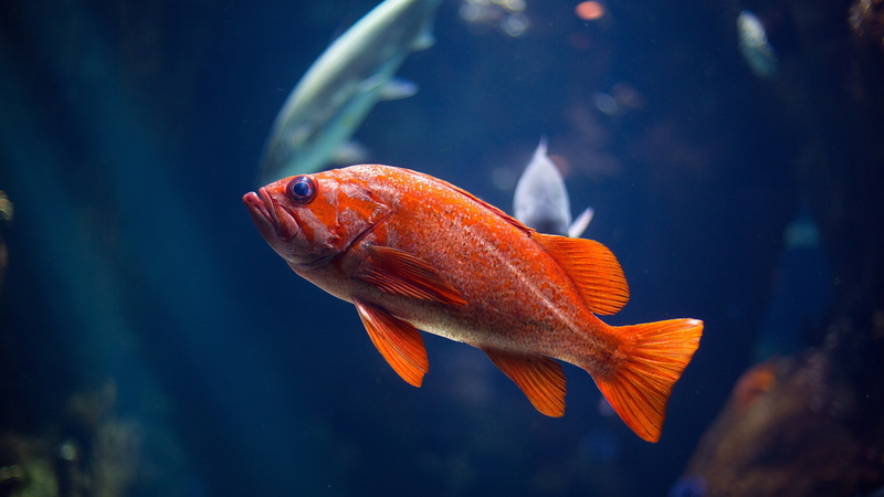 animal themes, outdoors, aquarium, undersea, sea life, animal wildlife, nature, tank, animals in the wild, goldfish, sea, transparent, fishing industry
