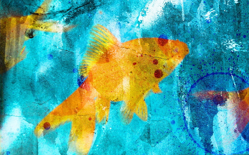 graffiti, 1080P, yellow, cyan, goldfish, blue, fish