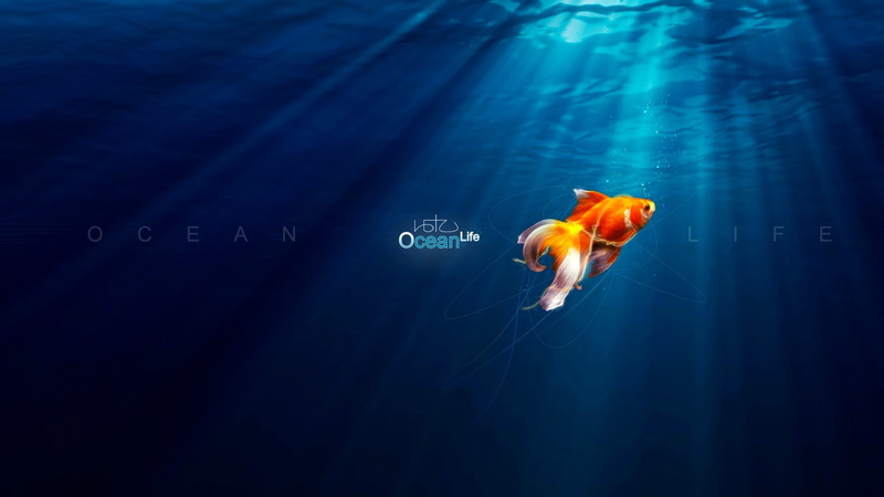 animal themes, sea life, vertebrate, animal wildlife, marine, underwater, goldfish, water, animals, pets, one animal, outdoors, sea, 1080P, animals in the wild