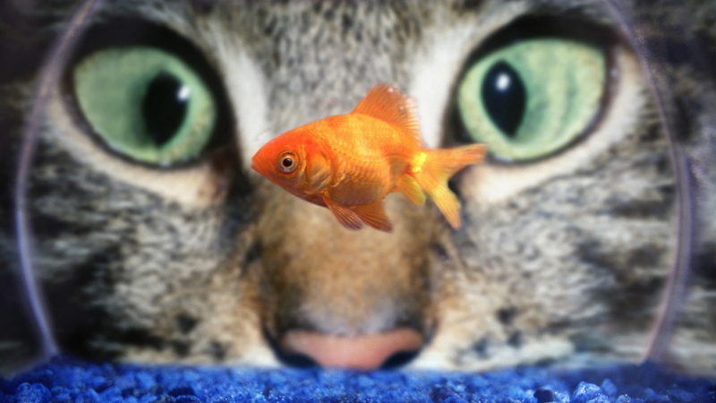domestic, one animal, vertebrate, close-up, animal themes, no people, animal, common, 1080P, fish tank, orange color, fish, indoors, goldfish, animals