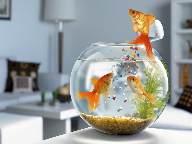 animal, swimming, Funny, fish, domestic animals, no people, 720P, domestic, common, indoors, transparent, fishbowl, nature, gold, three, one animal, goldfish