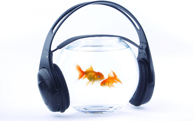 humor, water, vertebrate, pets, headphones, glass - material, animal themes, fish, transparent, swimming, animal wildlife, music, 1080P, domestic animals