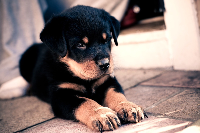 relaxation, lying down, young Animal, one animal, 2K, focus on foreground, puppy, baby, looking, animal themes, vertebrate, canine, fur, mahogany, cute