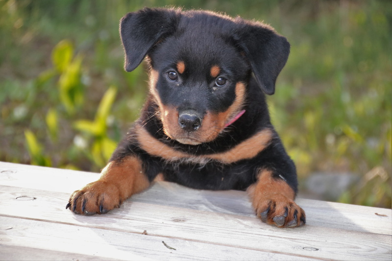 looking at camera, pet, domestic animals, puppy, pets, animal themes, wood - material, domestic, young animal, summer, dog, mahogany, canine, rottweiler