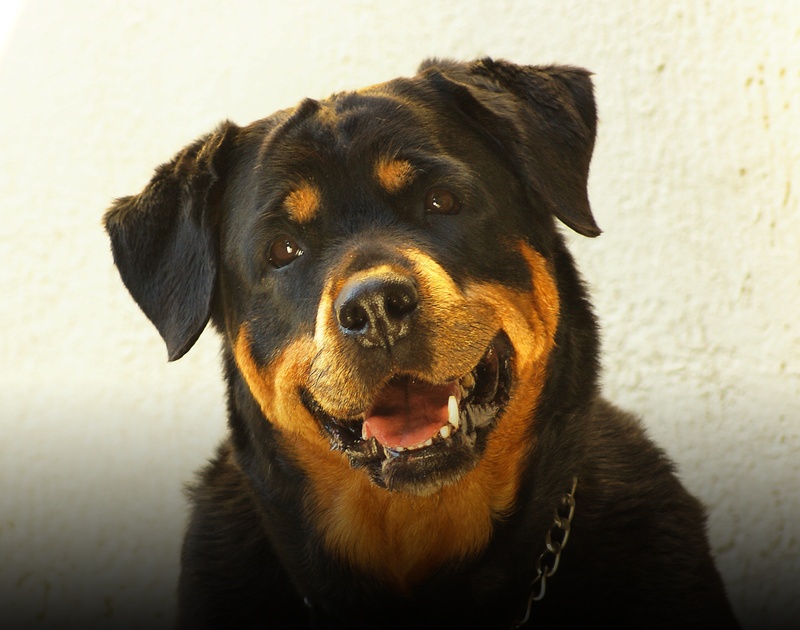 snout, animal head, mammal, domestic, animal themes, canine, mouth open, rottweiler, vertebrate, dog, black color, portrait, close-up, animal mouth, indoors