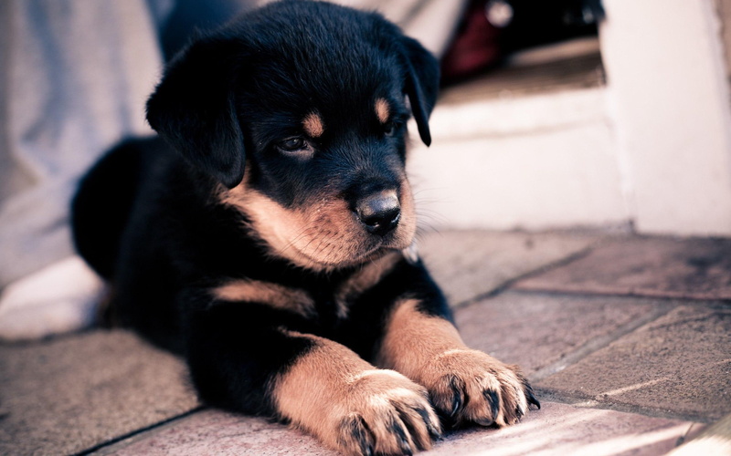 puppy, animals, rottweiler, adorable, 2K, cute