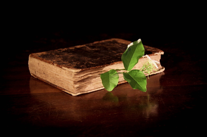 Alchemy, wood - material, close-up, wood, vase, Chemical, paper, emotion, food and drink, studio shot, black background, cure, leaf, illustration, green