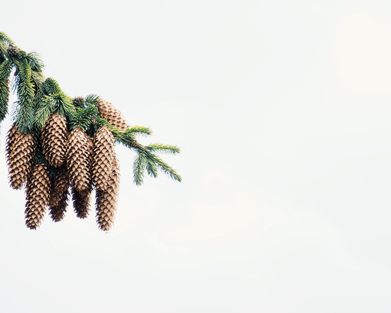 christmas tree, plant, christmas, indoors, fir tree, studio shot, close-up, decoration, plant part, copy space, coniferous tree, cone, needle - plant part