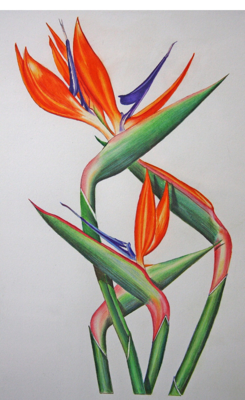 nature, white background, freshness, beauty in nature, petal, flower, Strelitzia, no people, flower head, inflorescence, bird of paradise - plant, studio shot