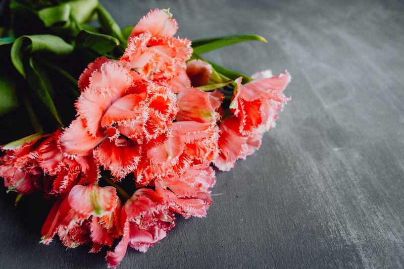 flowering plant, petal, colorful, 5K, grey, close-up, fragility, copy space, healthy eating, red, background, flower head, bloom, vulnerability, nature