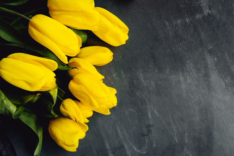 5K, bloom, fragility, copy, yellow, close-up, space, copy paste, freshness, high angle view, vibrant color, grey, petal, flowering plant, copy space, vulnerability