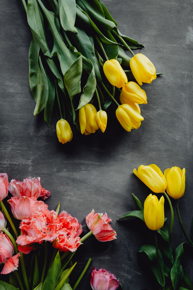 copy, background, space, freshness, bouqet, colors, 5K, inflorescence, outdoors, plant part, copy paste, tulip, copy space, bloom, flower arrangement