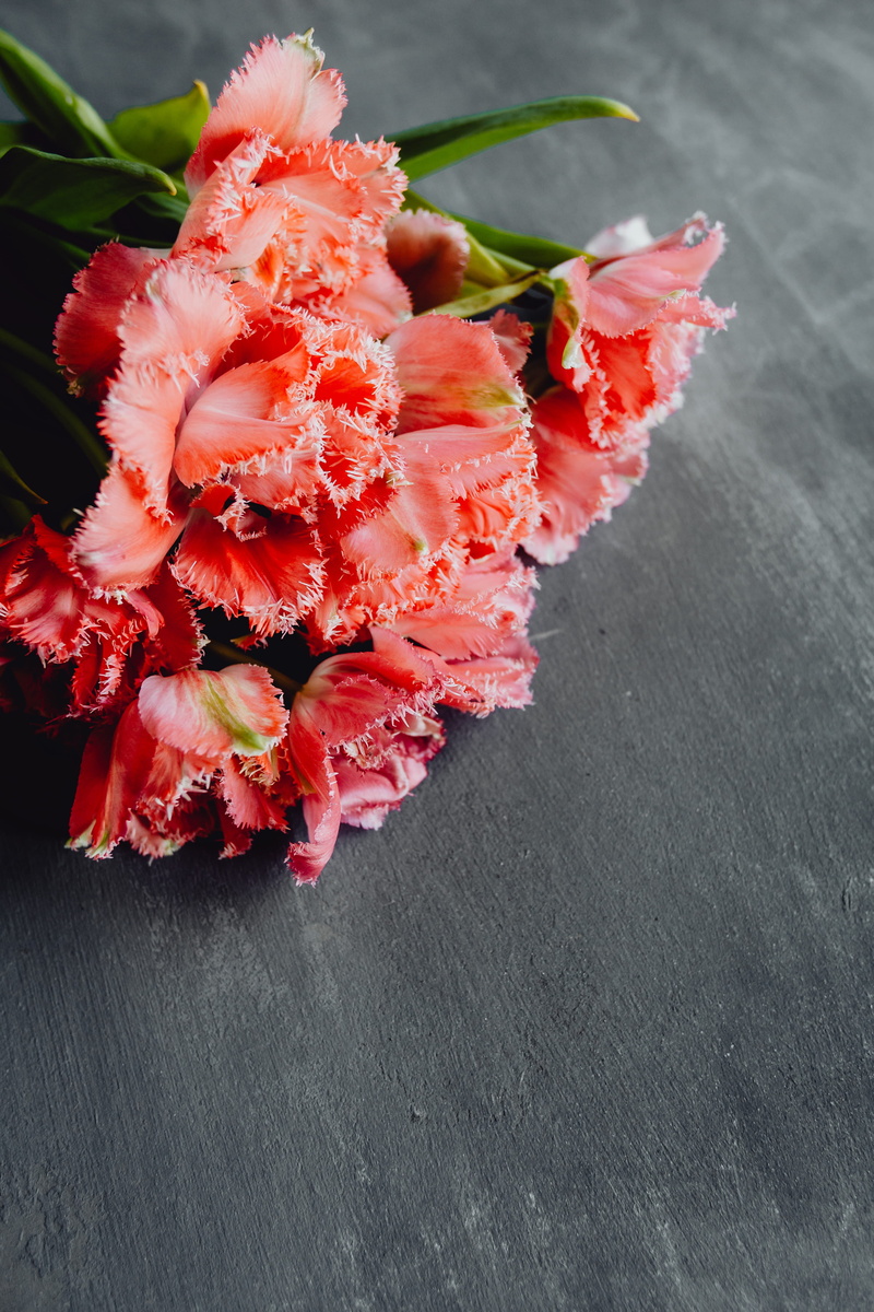 copy paste, day, 5K, fragility, colors, bouqet, nature, indoors, beauty in nature, vulnerability, blossom, plant, no people, grey, growth, background
