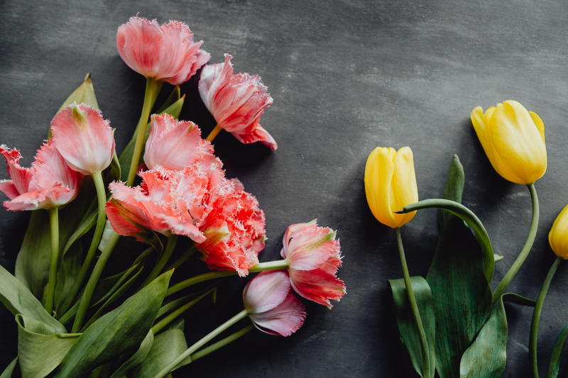 background, 5K, tulip, plant, bloom, inflorescence, space, copy, pink color, close-up, beauty in nature, flower arrangement, copy space, flowers, bouquet