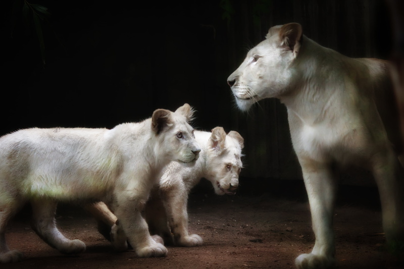 che, premium, diamond, 2K, white, gold, baby, family portrait, animaux, bronze, white lion, gear, two, lion, animal, platinum, zoo, Lions, lion  lion