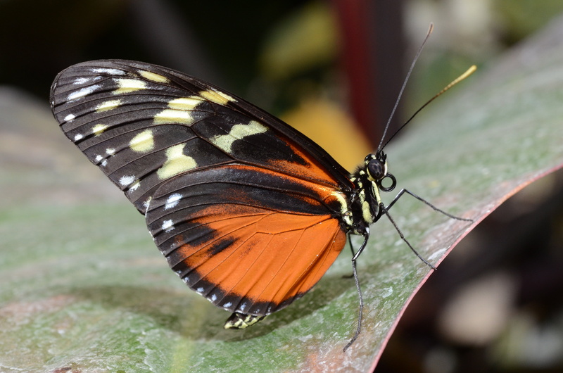 Macro, nature, green, bronze, emmen, insect, platinum, Wonderful World, black, brown, multi Colored, animal Wing, premium, butterfly, Lepidoptera, leaf
