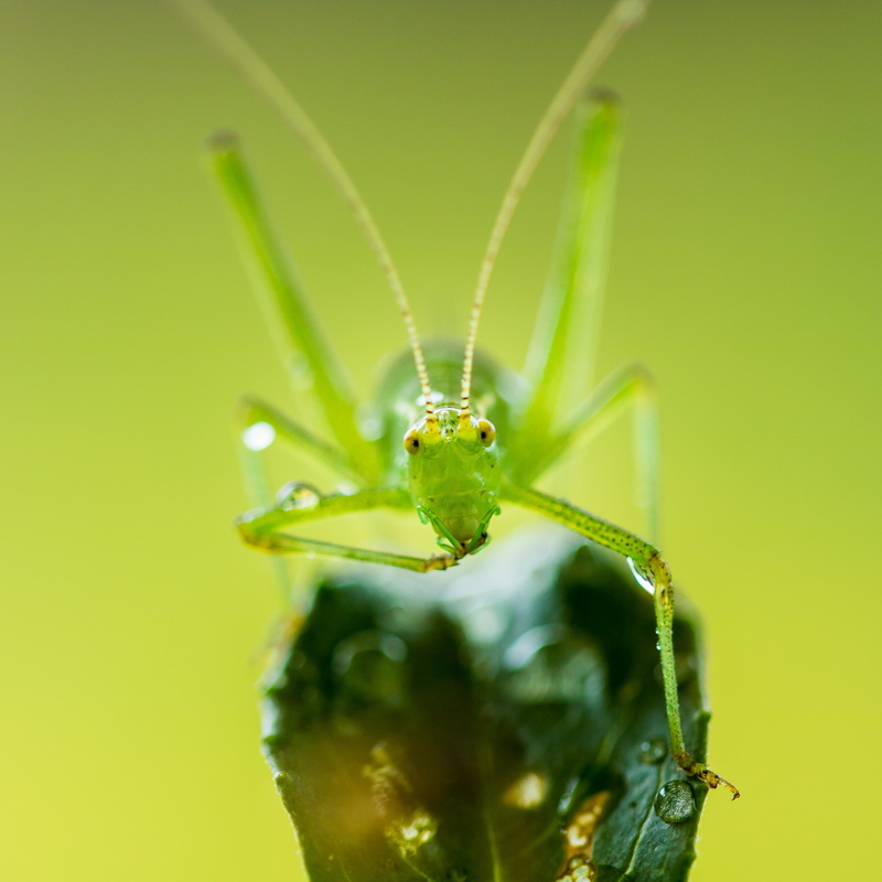les, 4K, close, sauterelle, nature, green, insect, close up photography, macro, wildlife, animal, close-up, grasshopper, photography