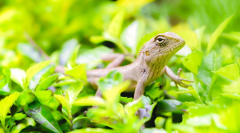 macro, lizard, chameleon, skink, leaves, reptile, wildlife, garden, green Color, brown, animal, close-up, nature, green, Badass, brown skink, green leaves