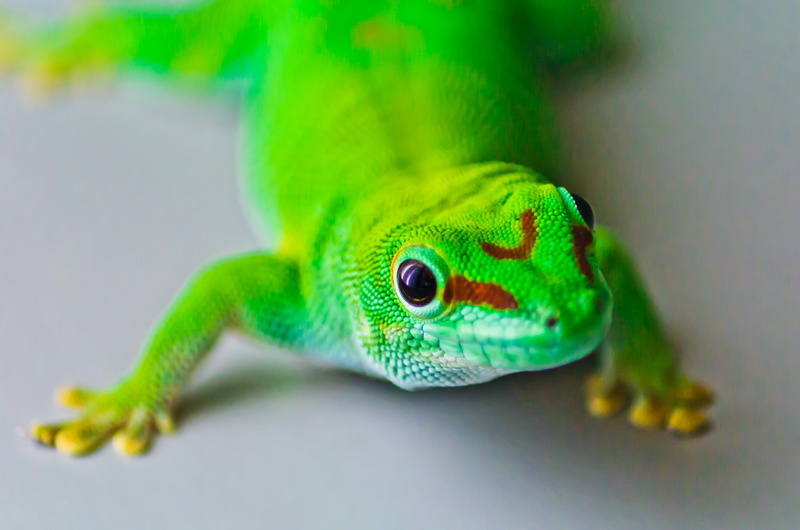 chameleon, AF, 4K, reptile, Phelsuma madagascariensis, Reptil, lizard, F/4, Di, Zoo, Pentax  K-5, Wilhelma, LD, animal, Hallo, Gecko, wildlife, nature