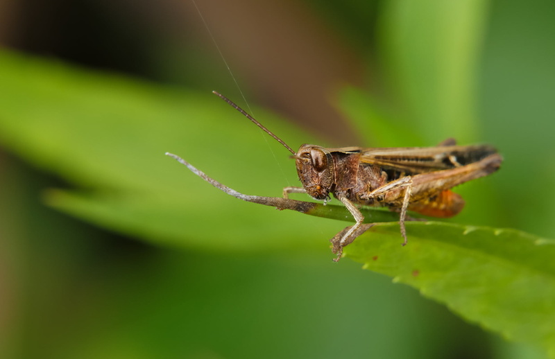 green, Grasshopper, green leaf, locust, leaf, FZ, cricket, close-up, brown, insect, Panasonic, nature, wildlife, Lumix, macro, photo, animal, perching