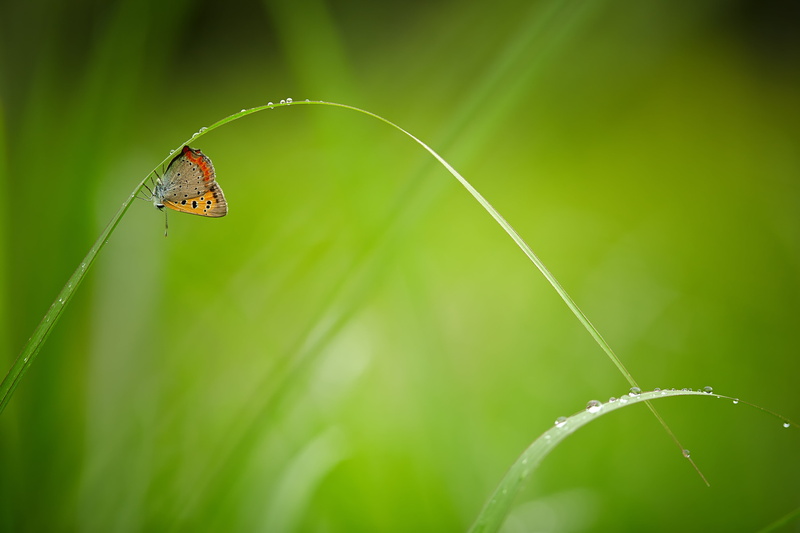 close-up, insect, green, shi, close up, Rainy Days, close, Saitama  JAPAN, grass, photo, green leaf, summer, green Color, beauty In Nature, animal, 日本