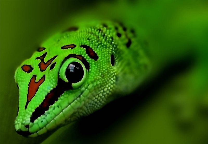 tropical Rainforest, rainforest, Animals, animal, selective focus, green Color, focus, reptile, gecko, 720P, nature, selective, leopard, wildlife, green