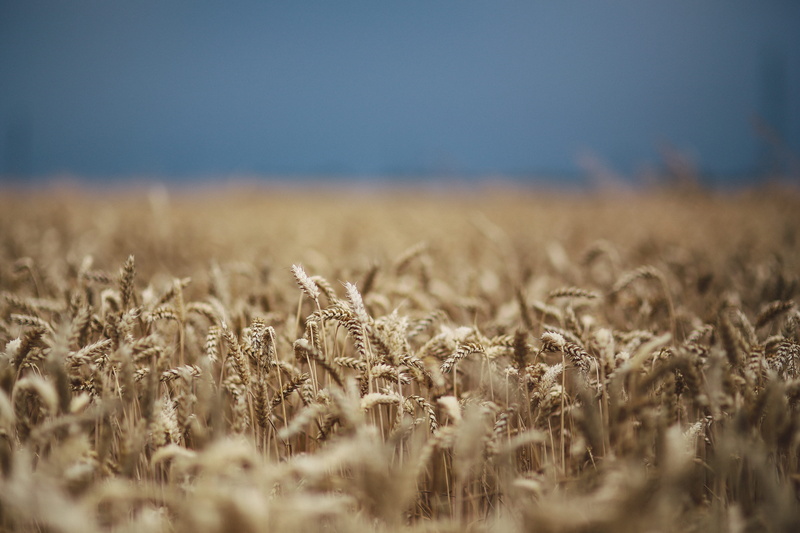 yellow, countryside, selective focus, rural Scene, harvesting, close-up, field, nature, golden, grain, summer, growth, environment, backgrounds, cereal Plant