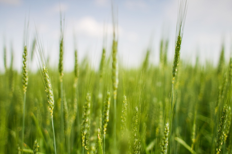 landscape, sky, green Color, cereal Plant, no People, farm, seed, blue, Field, meadow, nature, blade of grass, rural Scene, Grain, ripe, corn, food, wheat