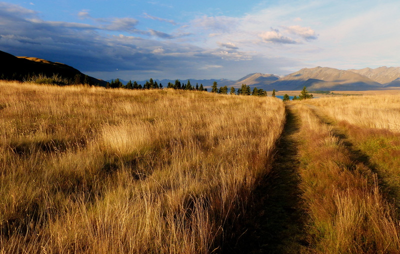 field, NZ, outdoors, Dedication, rural Scene, Public Domain, photo, Lumix FZ200, geo tagged, photos, 1080P, nature, grass, brown, scenery, CC0, Rural