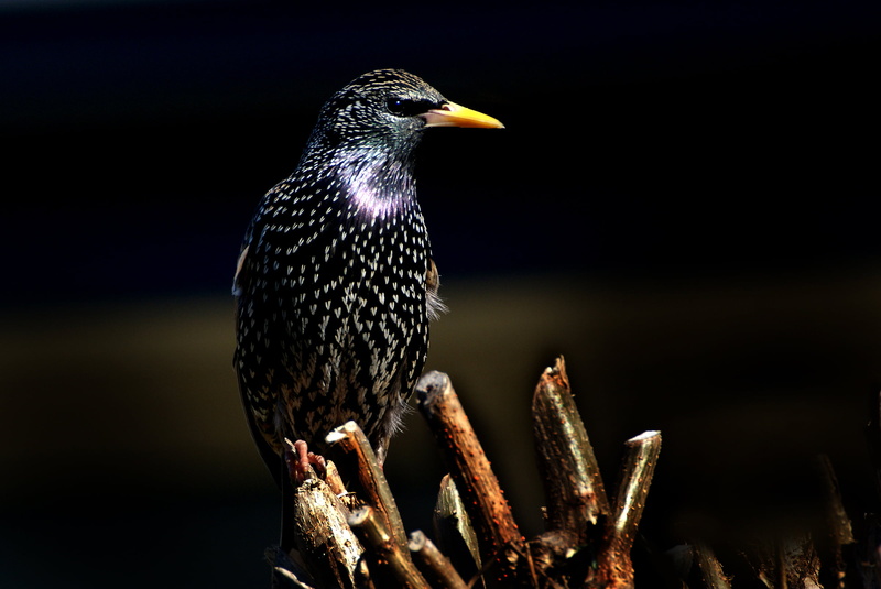 Starling, animal, beak, black bird, nature, European, photos, stick, photo, bird, 1080P, CC0, Black birds, wildlife, Sony DSLR-A300, black, Public Domain