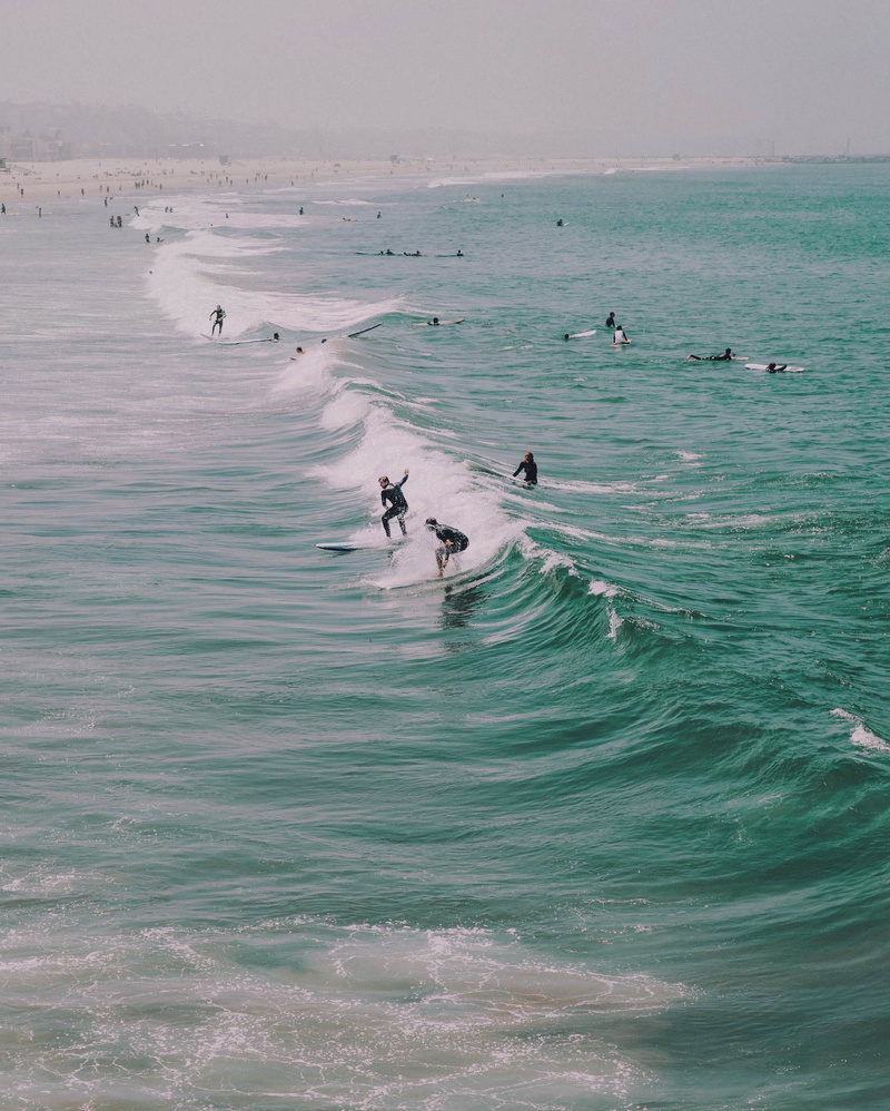 sport, animal wildlife, group of animals, surf, sea, swimming, californium, large group of animals, cali, people, coastline, land, surfing, hang, beauty in nature