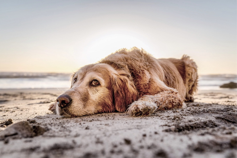 dog, animal, pup, laying down, domestic, golden, sea, selective focus, ocean, lying, 1080P, napping, land, water, retriever, golden retreiver, relaxation