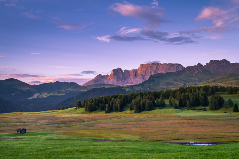 scenics - nature, field, land, pine tree, house, trees, coniferous tree, grass field, green grass, summer, rural Scene, hill, scenics, tranquility, landscape
