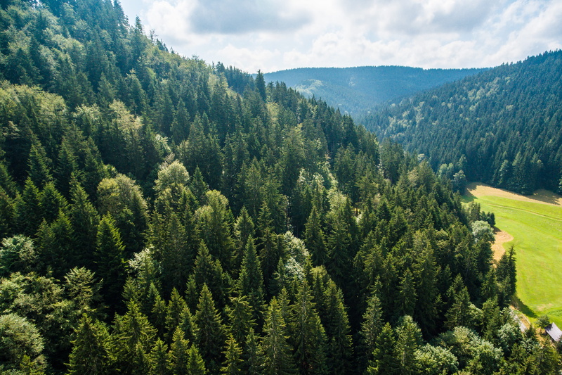 evergreen tree, valley, forest, pine tree, aerial, summer, pine woodland, Nature, fir tree, tranquility, mountain, land, pinaceae, from the plane, fresh air