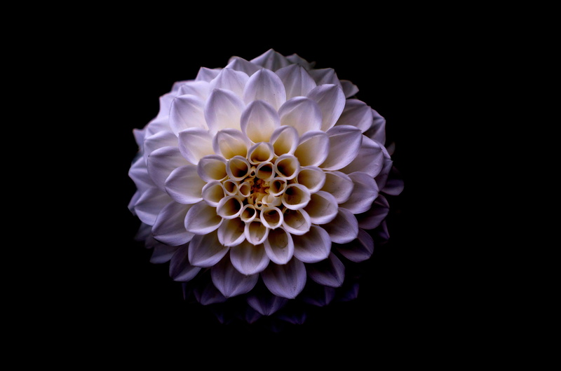 4K, dahlia, head, flower, fresh, growth, valentine, bouquet, beauty in nature, isolated, abstract, macro, closeup, natural, freshness, cut out, black background