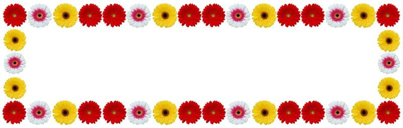 white color, white background, natural, space for text, side by side, fresh, 8K, gerbera flower, red, summer, season, copy space, dirt, nature, disjunct