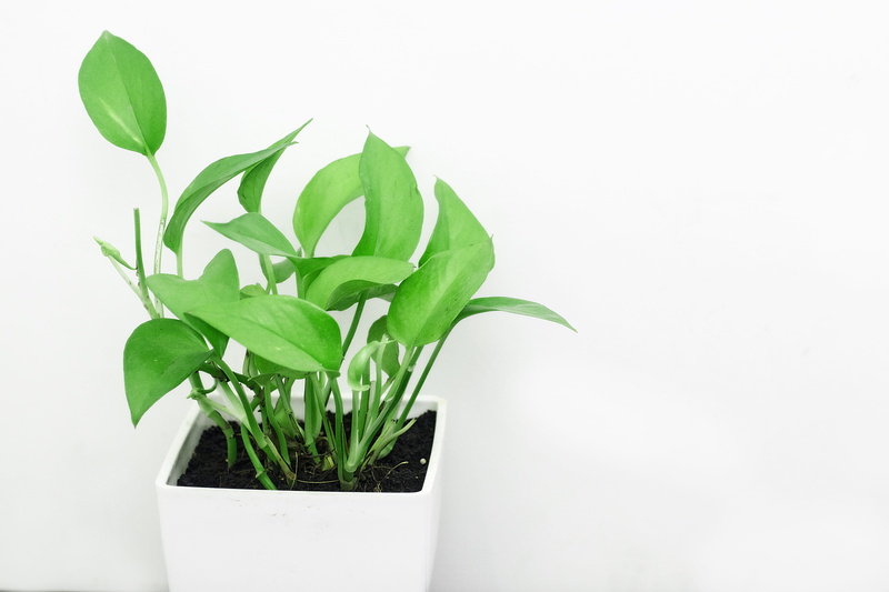 herb, ecology, leaf, minimalist, flower pot, plant part, pot, minimalism, clean, green, green color, flower, flora, 5K, environment, cut out, color, nature