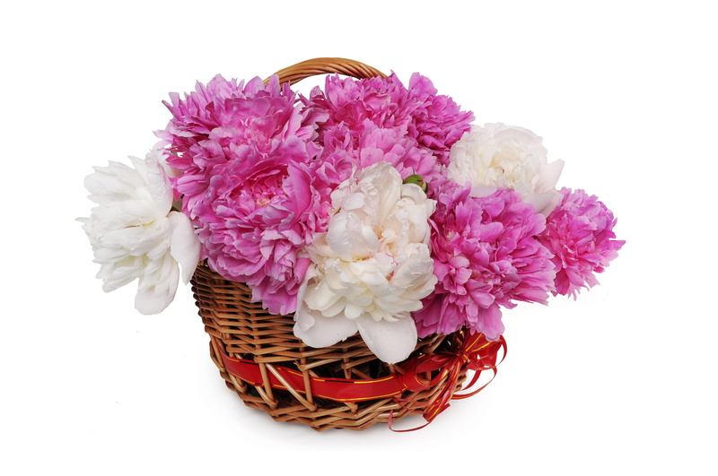 4K, beauty in nature, roses, indoors, white background, flora, vulnerability, bouquet, flower head, peonies, close-up, nature, still life, isolate, elegant