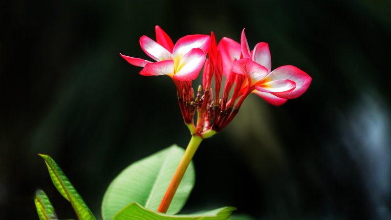 nature, frangipani, petal, tree, fragility, freshness, charles plumier, rubra, flowering plant, tropical, flower, disjunct, close-up, delicate, red, leaf